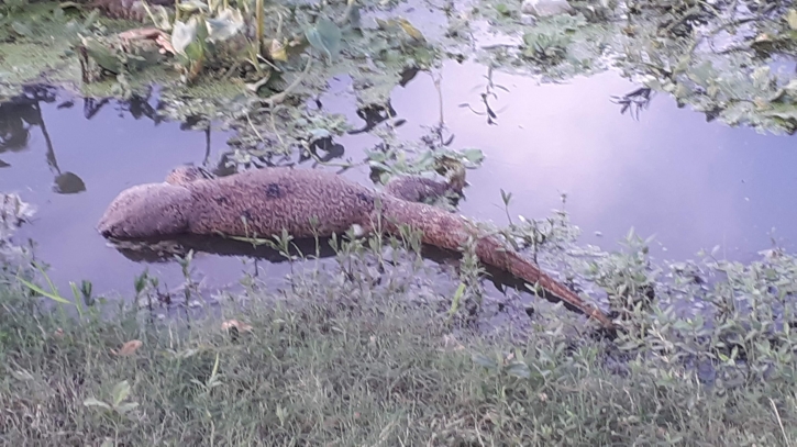 আবাসনে উজার বন-টিলা, মারা হচ্ছে বিলুপ্ত প্রায় গুইসাপ-সাপ