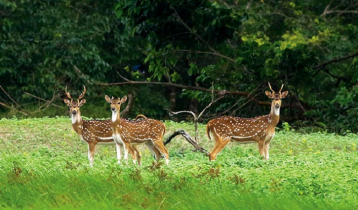 রোববার থেকে পর্যটকদের জন্য উন্মুক্ত সুন্দরবন