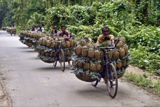 ঐতিহ্যবাহী মধুপুরের আনারস