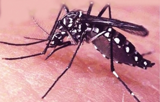 আরও ৩১৭ জন ডেঙ্গু আক্রান্ত