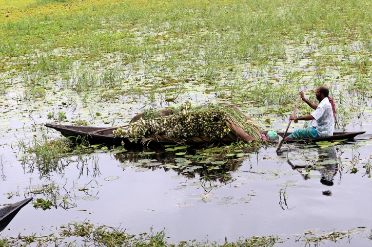 শাপলা ফুলে বেড়েছে আয় 