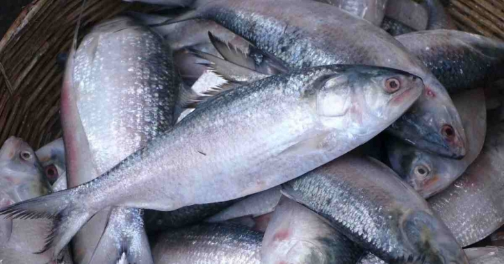 2-month ban on hilsa fishing begins 2-month ban on hilsa fishing begins