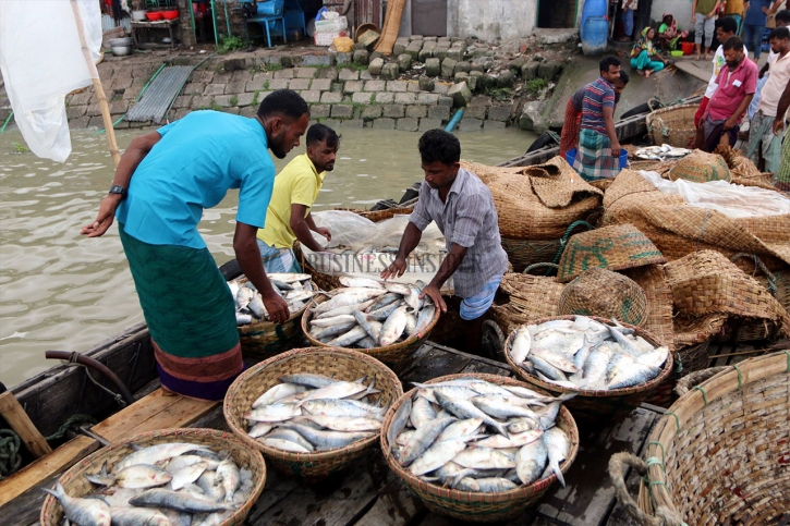 Hilsa production may hit 5.45 lakh tonnes next year Hilsa production may hit 5.45 lakh tonnes next year