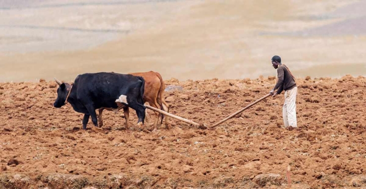 How Africa can escape chronic food insecurity amid climate change