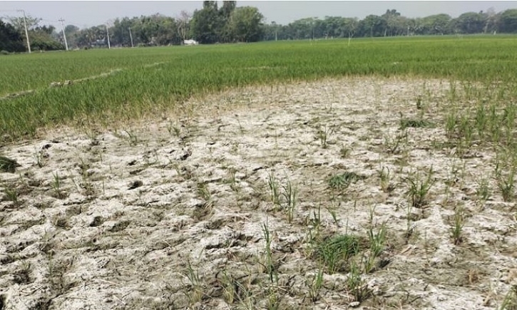 Water crisis affects Boro cultivation in Feni