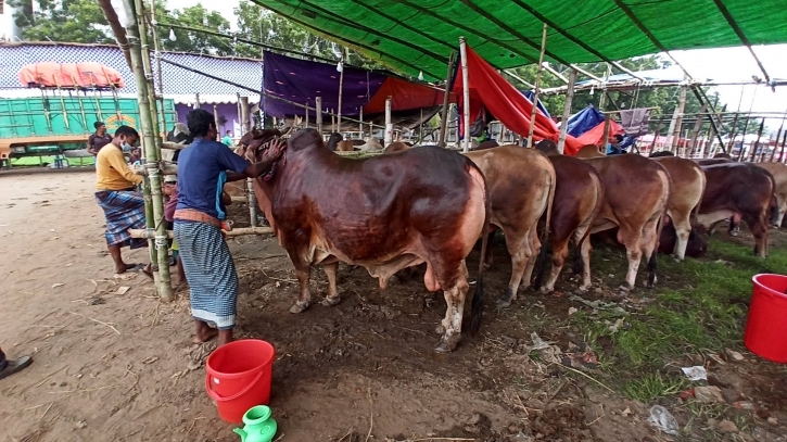 110,000 cattle heads sold in Ctg thru online market