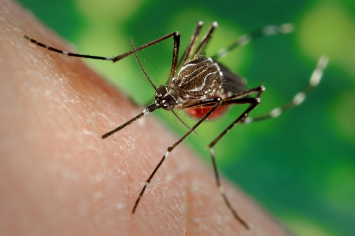 Dengue: 106 more hospitalised in 24hrs Dengue: 106 more hospitalised in 24hrs