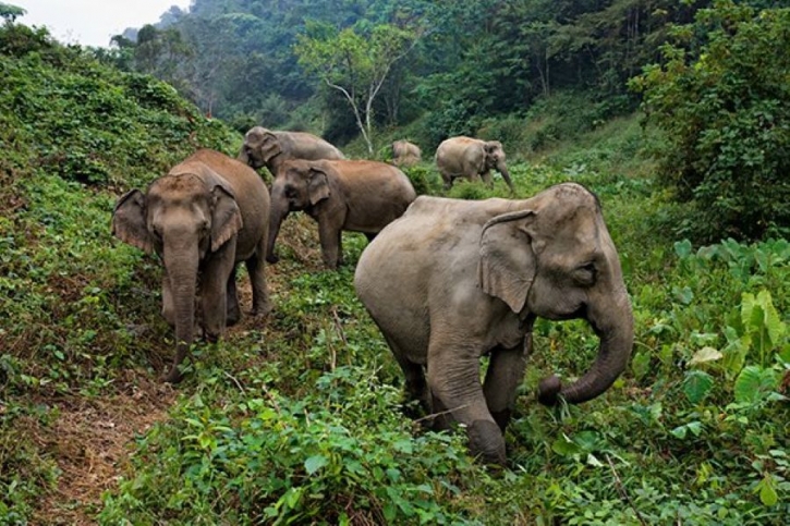 Elephant conservation project in the offing
