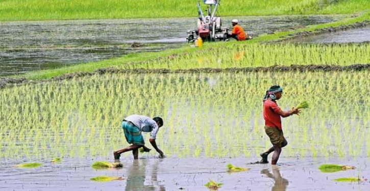New weather forecasting system launched for Bangladeshi farmers New weather forecasting system launched for Bangladeshi farmers