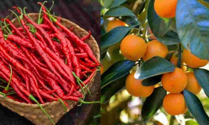 Indian orange, chilli get GI tag Indian orange, chilli get GI tag