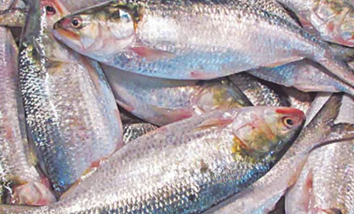 Only 172 tonnes of hilsa fish exported to India