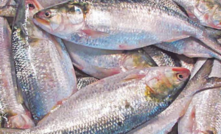 Only 172 tonnes of hilsa fish exported to India Only 172 tonnes of hilsa fish exported to India