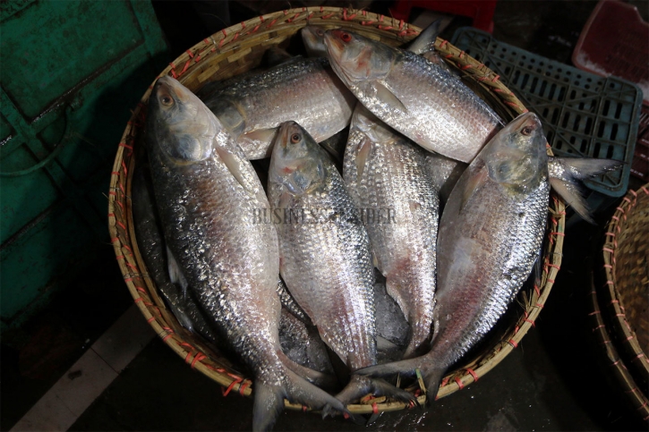 Life cycle of hilsa affected due to pollution, climate change: Experts Life cycle of hilsa affected due to pollution, climate change: Experts