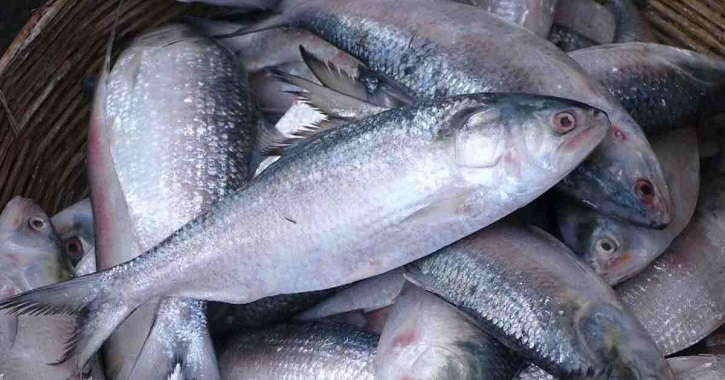 22-day ban on hilsa fishing begins Oct 7