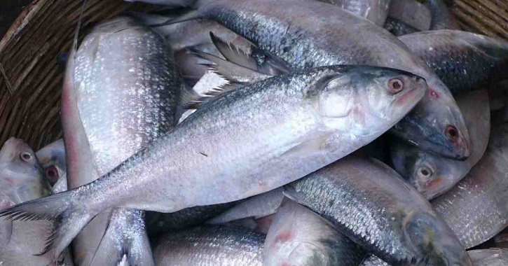 22-day ban on hilsa fishing begins Oct 7 22-day ban on hilsa fishing begins Oct 7