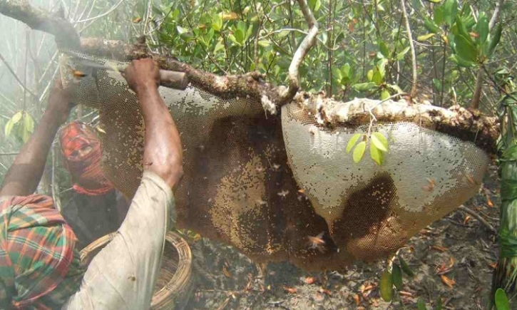 Honey collection begins in Sundarbans