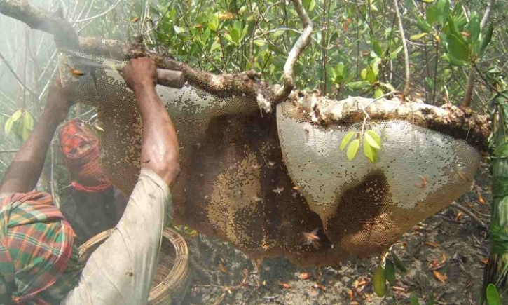 Honey collection begins in Sundarbans Honey collection begins in Sundarbans