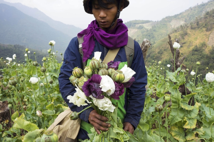 Myanmar opium cultivation surged 33% amid violence, UN finds Myanmar opium cultivation surged 33% amid violence, UN finds