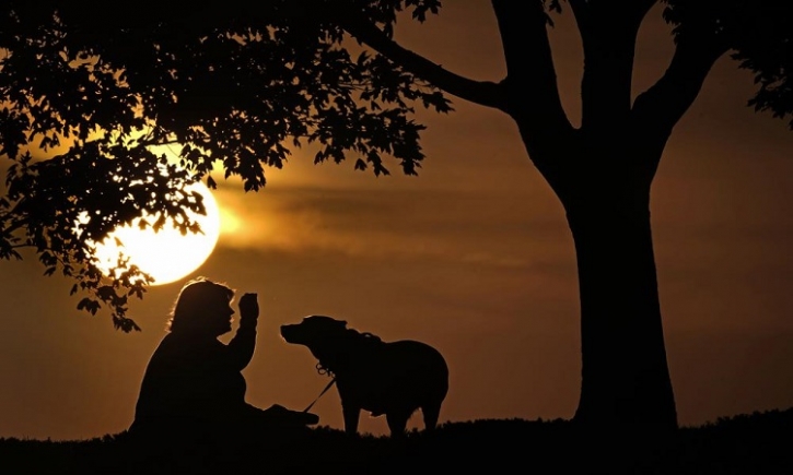 Monkeypox can spread to pet dogs, doctors report Monkeypox can spread to pet dogs, doctors report