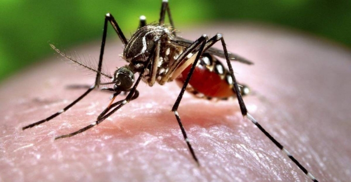 60 new dengue patients hospitalised 60 new dengue patients hospitalised