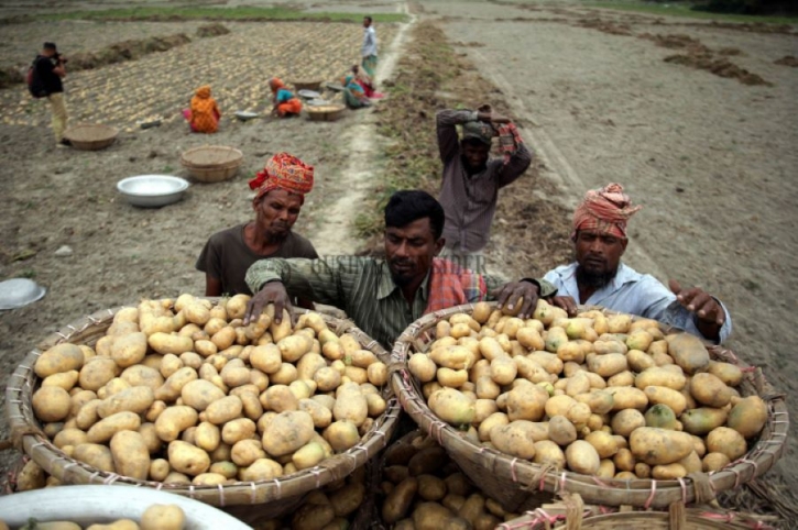 Potato production to hit 11 million tonnes this year