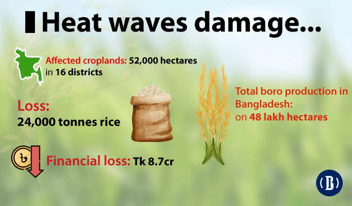 Boro farmers incur TK 8.7cr loss due to recent heatwave, DAE estimates
