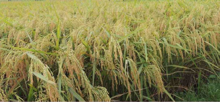 Food systems that ignore needs of poor are doomed to fail: IFAD Food systems that ignore needs of poor are doomed to fail: IFAD