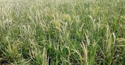 Haor farmers start harvesting paddy amid crop sterility