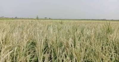 Severe heat wave causes extensive crop damage