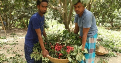 In photos: Litchi harvesting begins in Sonargaon