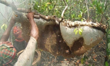 Honey collection begins in Sundarbans