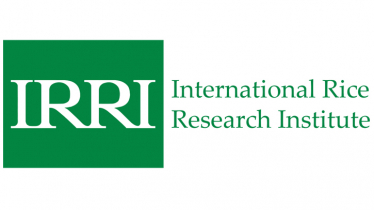 IRRI looking for assistant scientist