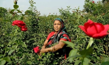 Pahela Falgun and Valentine’s Day, Jashore flower farmers eye huge sales