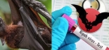 Nipah virus breaks out in 28 districts in country: DGHS
