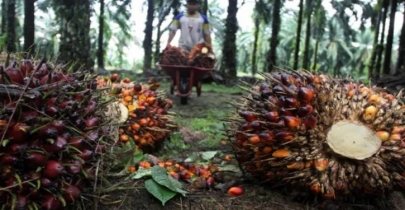 Indonesia announces to lift ban on palm oil exports