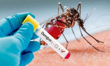12 new dengue cases reported