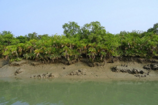 Sundarbans reopens to tourists after 7 months