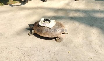 Rare turtle strapped with Indian satellite transmitter rescued in Khulna