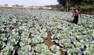Ranisankail farmers find fortune in cauliflower cultivation