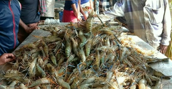 Shrimp industry reels from changing demand patterns, slump in world economy