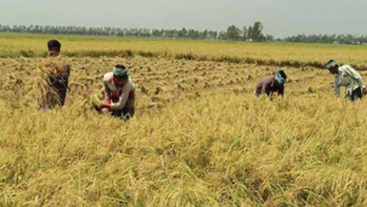 Govt procures 36,500 tonnes of Aman rice in Khulna