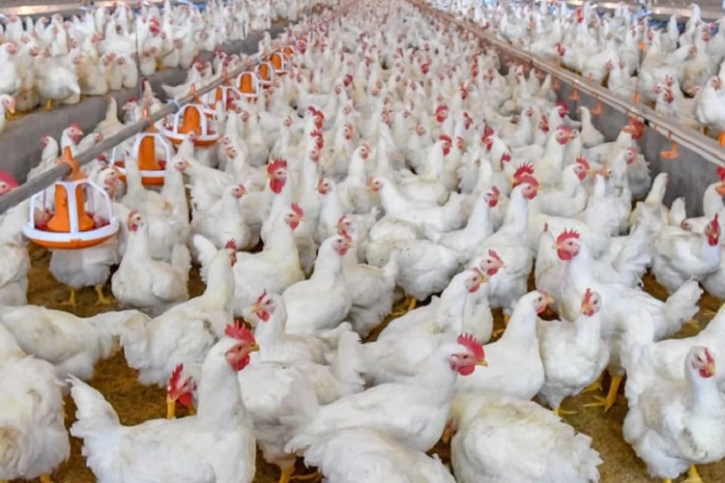 Broiler chicken price to be decreased by Tk 30-40 per kg: DG of DNCRP Broiler chicken price to be decreased by Tk 30-40 per kg: DG of DNCRP
