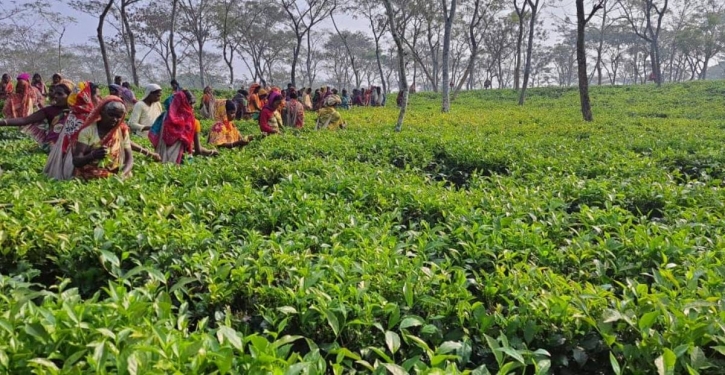 BTA hits back at BCSU on tea workers’ strike BTA hits back at BCSU on tea workers’ strike
