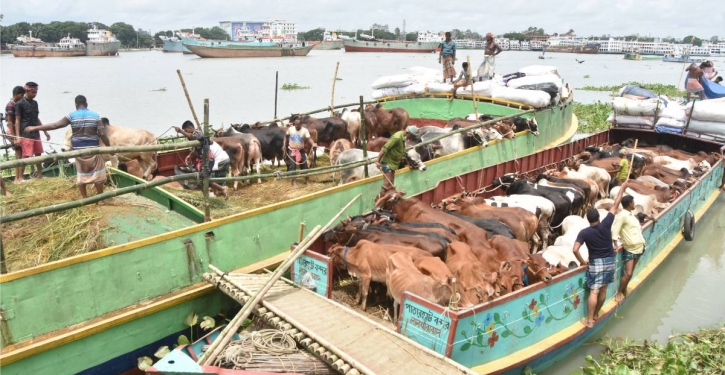 Trawlers carrying cattle see lukewarm response from traders Trawlers carrying cattle see lukewarm response from traders
