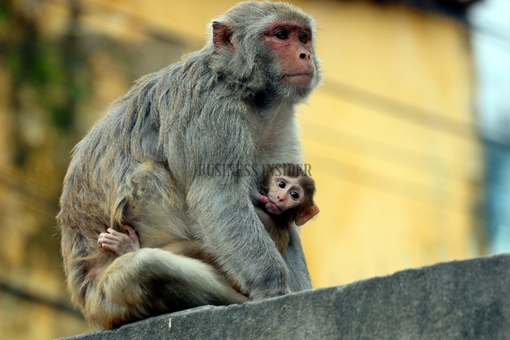 In Pictures: Monkeys of Old Dhaka