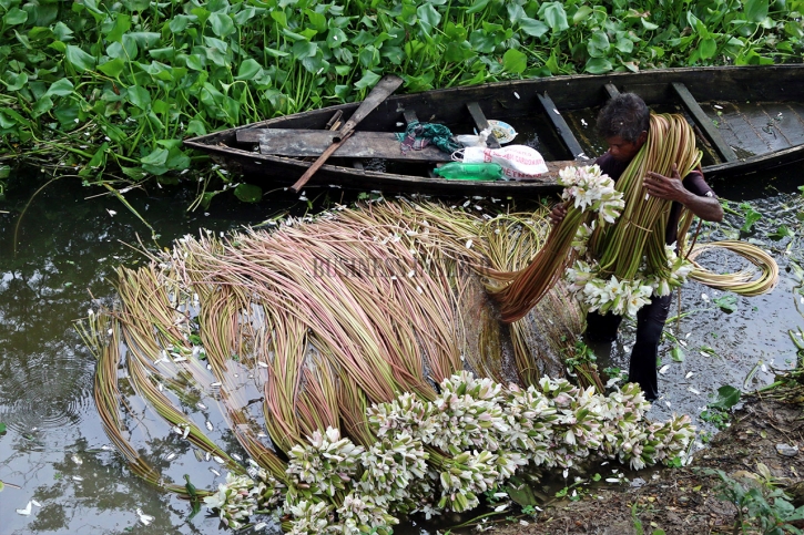 In Pictures: Waterlily farming