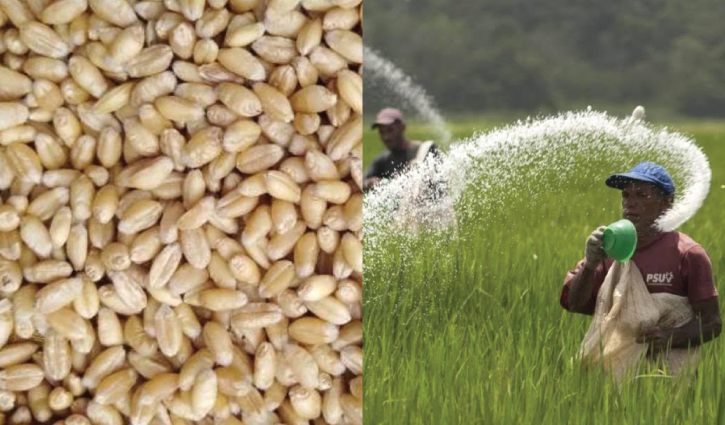 Procurement of more wheat, urea gets cabinet nod Procurement of more wheat, urea gets cabinet nod