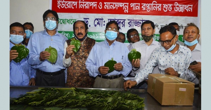 Betel leaves export to Europe resumes as ban ends after 7 years