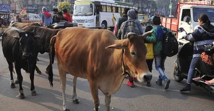 Gujarat stray cattle: India man jailed for letting cows roam streets