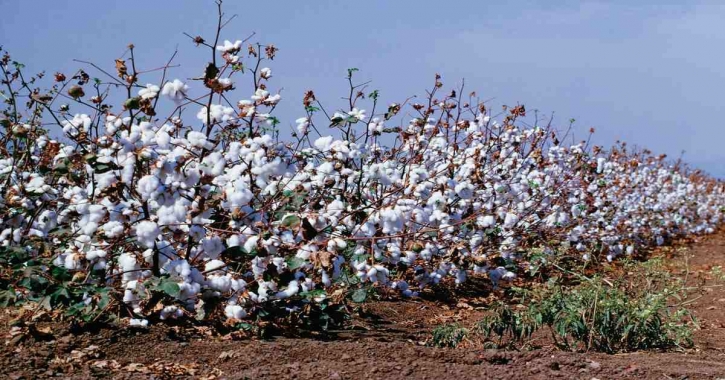 Surging cotton price: RMG exporters urged to negotiate additional prices